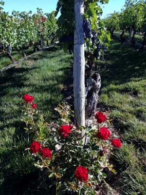 Encuentro_foreros_Rioja_2013_Marqués_Riscal_detalle_rosa_viña